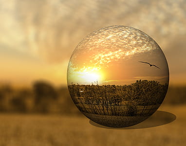 mirror photography of green leafed trees thumbnail