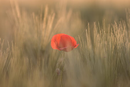 red poppy flower macro photography thumbnail