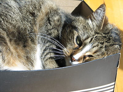 brown tabby cat in box thumbnail