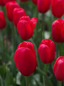 red tulip closeup photo thumbnail