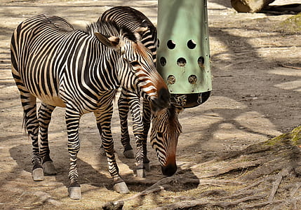 two zebras standing on tree root during daytime thumbnail