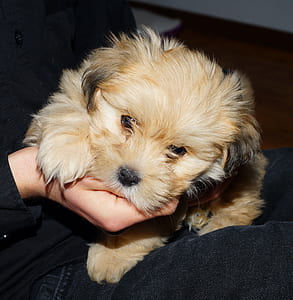 brown and black shih tzu puppy thumbnail