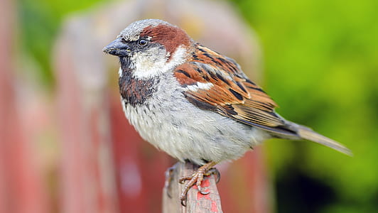 sparrow, bird, picket fence thumbnail