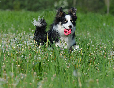 Flower Meadow, Border Collie thumbnail