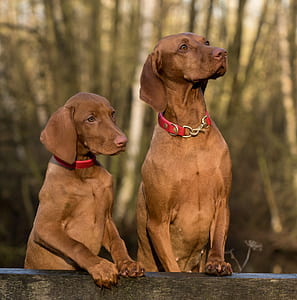photo of two Viszla dogs thumbnail