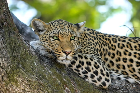 wildlife selective focus photography of leopard laying on branch thumbnail