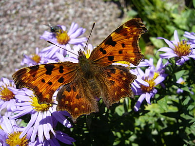 macro photography of painted lady butterfly thumbnail