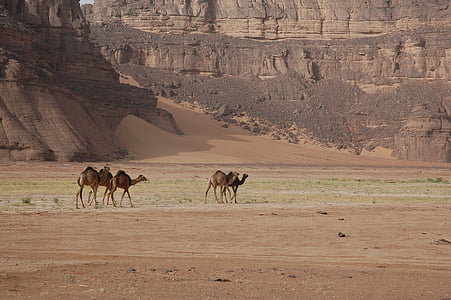 litter of camel in the middle of desert thumbnail