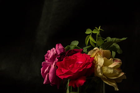 macro photography of roses thumbnail