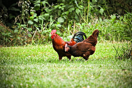 brown hen and red rooster on lawn grass thumbnail