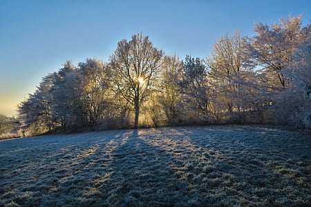 trees capped with snow on field thumbnail