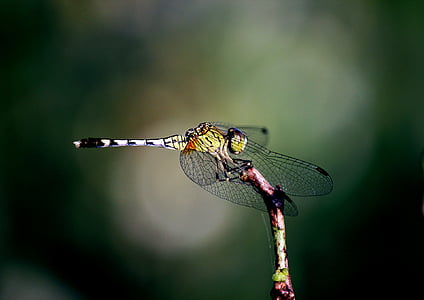 brown dragonfly thumbnail