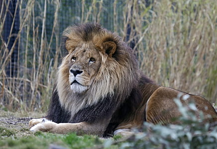 photography of lion lying on ground thumbnail