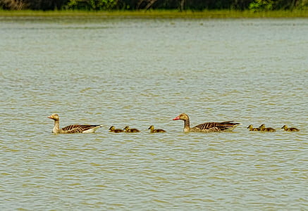 two swan on body of water thumbnail