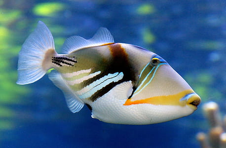 shallow focus photography white, yellow, and gray fish thumbnail