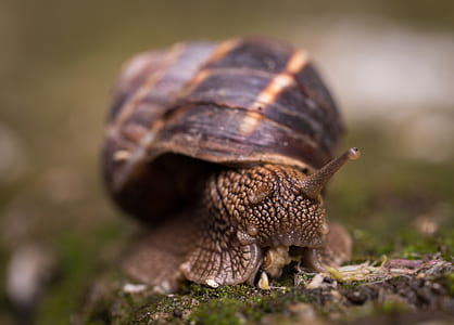 Shallow Focus Photography Of Snail thumbnail