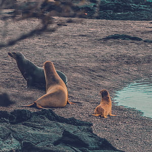 three sea lion on seashore thumbnail