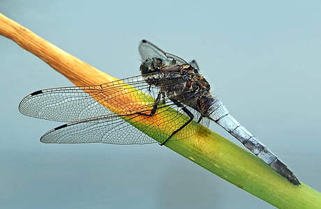 black dragonfly perching on green stem thumbnail