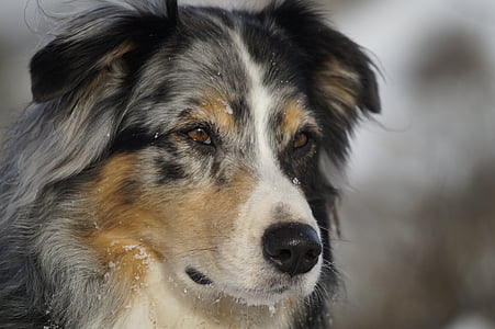 short-coat brown and black dog in close-up photography thumbnail
