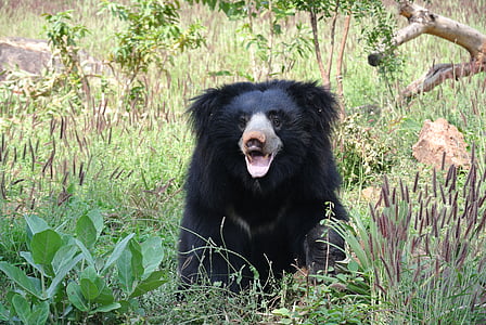 black bear on grass field thumbnail