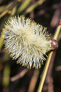 Pussy Willow, Spring thumbnail