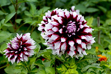 white and red dahlia flowers closeup photography thumbnail