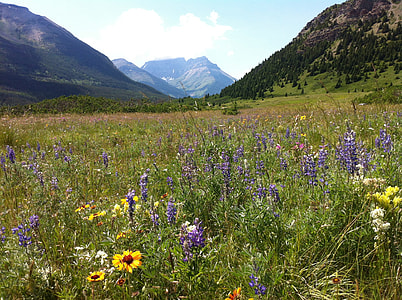 blooming purple Lupines and Blanket flowers near mountain thumbnail