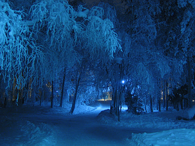 green, brown, trees, winter, night, blue thumbnail