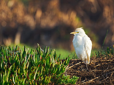 White Bird thumbnail