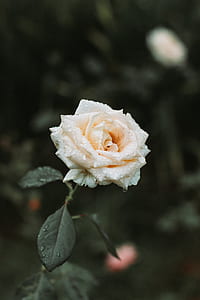 shallow focus photo of white rose thumbnail