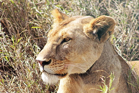 closeup photo of lioness thumbnail
