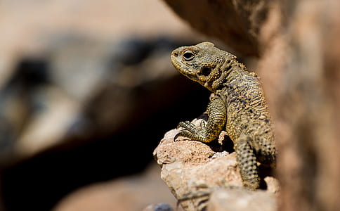 brown monitor lizard on brown rock thumbnail
