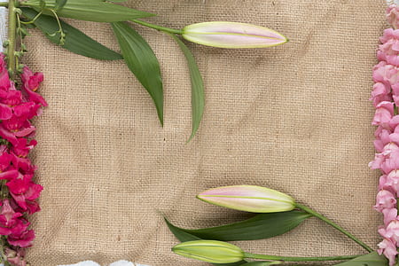 photo of pink petaled flowers thumbnail
