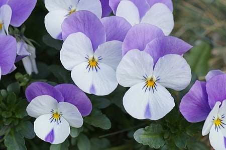 white and purple flower plant thumbnail
