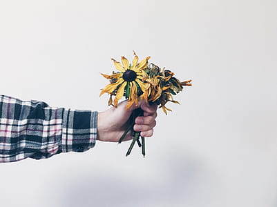 person holding yellow sunflower thumbnail