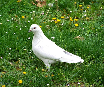 white dove on green grass with flowers thumbnail