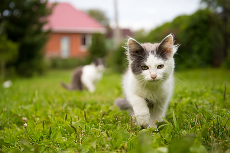 selective focus photography of cat walking away from other cat thumbnail