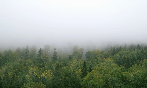 forest under fog thumbnail