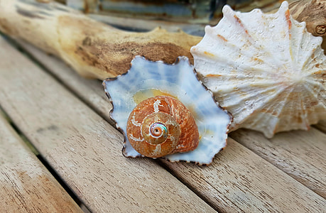 brown and white nautillus shell on brown wooden plank thumbnail