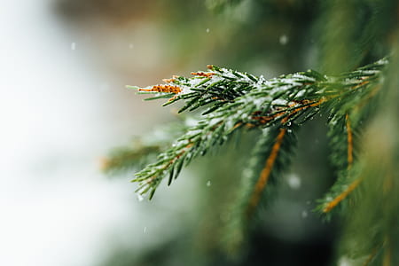 shallow focus photography of green leafed tree thumbnail