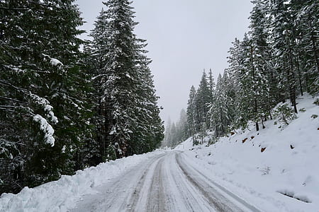 tundra road surrounded with trees thumbnail