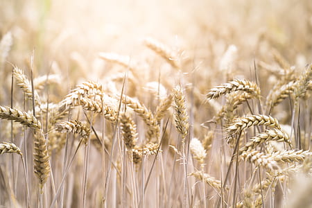 selective focus photography of wheat field thumbnail