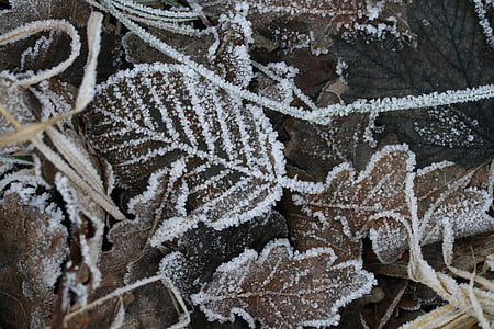 leaf covered with snow thumbnail