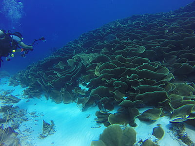 person underwater holding camera captured coral reefs thumbnail