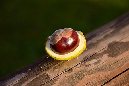 Chestnut, Horse Chestnut thumbnail