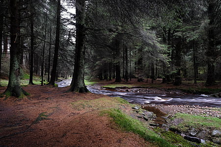 river in the middle on trees thumbnail