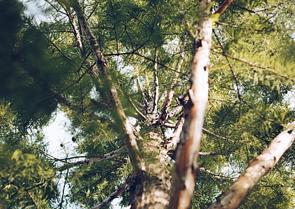 low angle photo of green leafed tree thumbnail