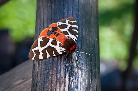 selective focus photography of red, black, and white anna tiger moth on wooden surface thumbnail