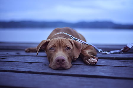 adult Vizsla with gray metal chain leashed lying on brown wooden deck close-up photo thumbnail