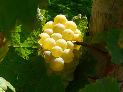 selective focus photo of yellow grapes thumbnail